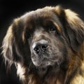 Big dog Leonberger portrait in the dark studio Royalty Free Stock Photo