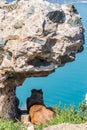 A big dog lies in the shade under a stone and looks at the sea in Istanbul, Turkey Royalty Free Stock Photo