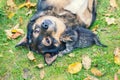 A big dog and a little kitten are the best friends Royalty Free Stock Photo