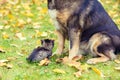 A big dog and a little kitten playing together outdoors. They sit next to each other on the grass in autumn Royalty Free Stock Photo