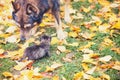 Big dog and little kitten playing together Royalty Free Stock Photo