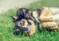 Big Dog and Little Kitten Royalty Free Stock Photo