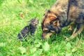 Big dog and little kitten Royalty Free Stock Photo