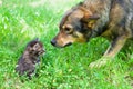 Big Dog and Little Kitten Royalty Free Stock Photo