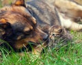 Big dog and little kitten Royalty Free Stock Photo