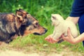 Big dog and little white kitten in female hands Royalty Free Stock Photo