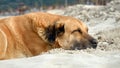 Big dog lying on the sandy sea beach at hot sunny day Royalty Free Stock Photo
