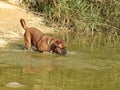 Big dog moloss French Mastiff