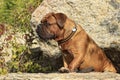 Big dog moloss French Mastiff