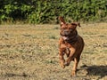 Big dog moloss French Mastiff