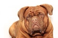 Big dog moloss French Mastiff