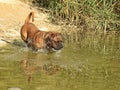 Big dog moloss French Mastiff