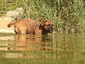 Big dog moloss French Mastiff