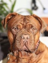 Big dog moloss French Mastiff