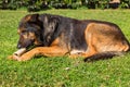 Big dog o has a bone on the grass Royalty Free Stock Photo