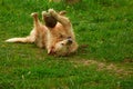 Big dog playing ball on grass Royalty Free Stock Photo