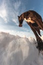 Big dog runs in the snow in winter, Great Dane explores the snow