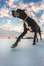 Big dog runs in the snow in winter, Great Dane explores the snow