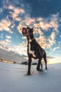 Big dog runs in the snow in winter, Great Dane explores the snow