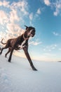 Big dog runs in the snow in winter, Great Dane explores the snow