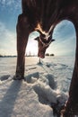 Big dog runs in the snow in winter, Great Dane explores the snow