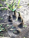 Pawprint