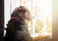 Big Dog With Separation Anxiety Looking Out Window Royalty Free Stock Photo