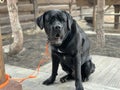 The big dog is sitting on a leash. The yard is guarded by a black dog of the Cane Corso breed