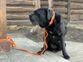 The big dog is sitting on a leash. The yard is guarded by a black dog of the Cane Corso breed