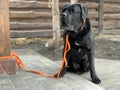 The big dog is sitting on a leash. The yard is guarded by a black dog of the Cane Corso breed