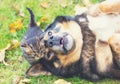 Big dog with a small kitten lying on the grass Royalty Free Stock Photo