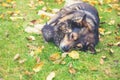 Big dog with a small kitten lying on the grass Royalty Free Stock Photo