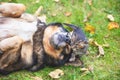 Big dog with a small kitten lying on the grass Royalty Free Stock Photo