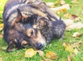 Big dog with a small kitten lying on the grass in autumn Royalty Free Stock Photo