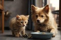 Big dog and small kitten eating together Royalty Free Stock Photo