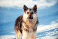 Big dog on snow. Winter, German shepherd, close up