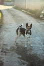 A big dog stands beautifully against the background of the sunset. Dog on the background of the village. Royalty Free Stock Photo