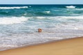 Big dog with tongue hangingn out playing in the surf near beach with waves with whitecaps rolling in from the horizon