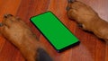 Big Dog Using a Greenscreen Smartphone