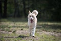 Big dog walking alone proudly