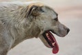 Big dog walks with his tongue hanging out. dog tongue