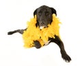 Big dog wearing yellow feather boa Royalty Free Stock Photo