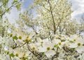 Big Dogwood Tree Full of Blooms In Springtime Royalty Free Stock Photo