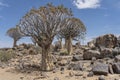 big Dolerite boulders and Quiver trees wood at Quivertree forest, Keetmansoop, Namibia