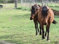 Big domestic animal horse rides beautiful quiet dressage