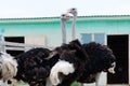 Big domestic ostrich in the poultry yard