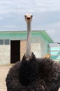 Big domestic ostrich