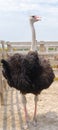 Big domestic ostrich