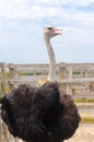 Big domestic ostrich