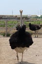 Big domestic ostrich